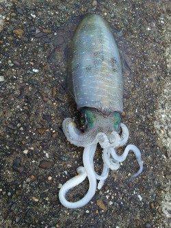 印南エリアでのエギング釣果