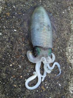 印南エリアでのエギング釣果