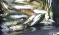 みなべ堺堤防　サビキで青アジ絶好調☆