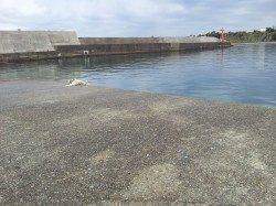 印南エリアでのエギング釣果