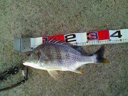 エビ撒きでキビレがやっと戻ってきました♪