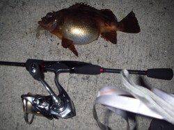炬口でメバリング、ぼてぼてメバルあがりました♪