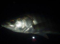 円山川　ナイトウェーディングでシーバス