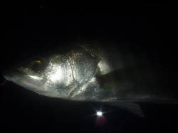 円山川　ナイトウェーディングでシーバス