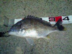 エビ撒きでキビレがやっと戻ってきました♪