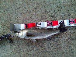 納竿エビ撒き釣りでスズキ、自身の最高サイズを記録！