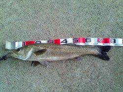 納竿エビ撒き釣りでスズキ、自身の最高サイズを記録！