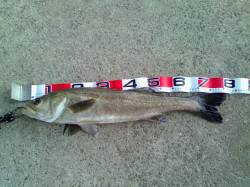 納竿エビ撒き釣りでスズキ、自身の最高サイズ…