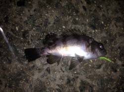 東二見　釣り納めのメバリングは表層チョイ下…