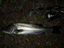 円山川　ナイトウェーディングでシーバス