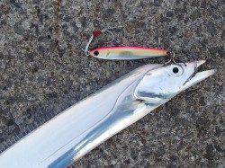 12月に狙う！タチウオのルアーゲーム【吉田聡氏連載記事No.11】