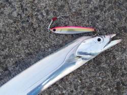 12月に狙う！タチウオのルアーゲーム【吉田聡氏連載記事No.11】