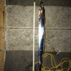 マリーナシティで電気ウキ釣り、タチウオ6本