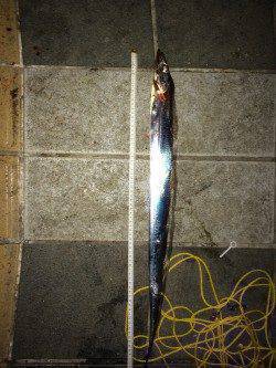 マリーナシティで電気ウキ釣り、タチウオ6本