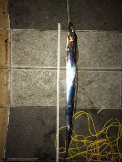 マリーナシティで電気ウキ釣り、タチウオ6本…