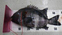 カニ島、底物釣りでイシダイ56cm★