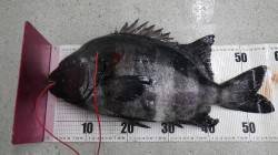 カニ島、底物釣りでイシダイ56cm★