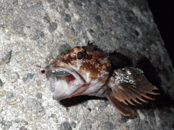 スプリットでフワフワ、でメバルがきました