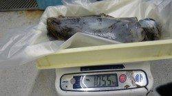 ヤエンのアオリイカ大漁！ 二人で17ハイ11.5kg