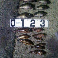 洲本港でエビ撒き釣り&メバリング