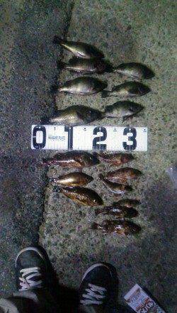 洲本港でエビ撒き釣り&メバリング