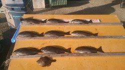 萩尾の渡船釣果　フカセでグレが釣れています