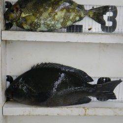 白浜見草地磯にて、良型グレ・アイゴの釣果☆