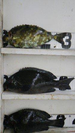 白浜見草地磯にて、良型グレ・アイゴの釣果☆