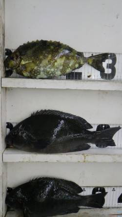 白浜見草地磯にて、良型グレ・アイゴの釣果☆…