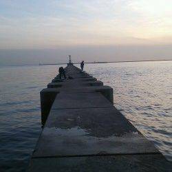 鳴尾浜で投げ釣り、キス・アナゴなどの釣果