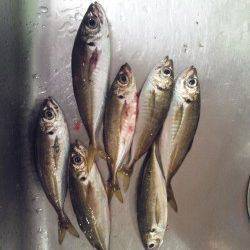 明暗を探りながらでヒット！南港アジング