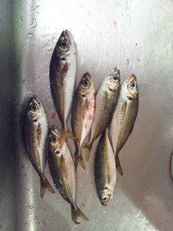 明暗を探りながらでヒット！南港アジング