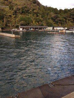 新井崎でエギング　諦めかけた時にアオリが掛かりました