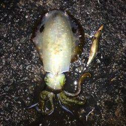 新井崎でエギング　諦めかけた時にアオリが掛かりました