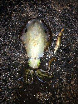 新井崎でエギング　諦めかけた時にアオリが掛かりました