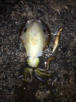 新井崎でエギング　諦めかけた時にアオリが掛…