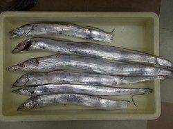 マリーナシティで電気ウキ釣り、タチウオ6本