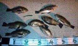 りんくう　夕方からのライトゲーム釣行でメバル！