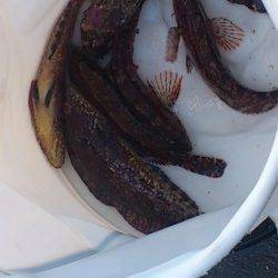 新浜漁港にて探り釣り、アイナメをキャッチ