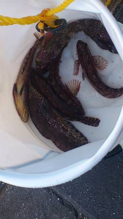 新浜漁港にて探り釣り、アイナメをキャッチ