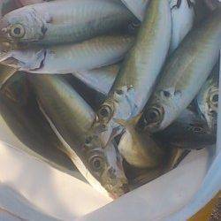 新浜漁港でサビキ、グレの層の下にアジの群れを発見！