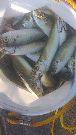 新浜漁港でサビキ、グレの層の下にアジの群れを発見！