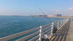 新浜漁港でサビキ、グレの層の下にアジの群れを発見！