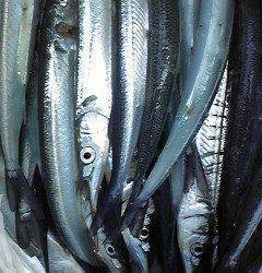 沖一文字北、サヨリをはじめ色々な魚種が釣れています！