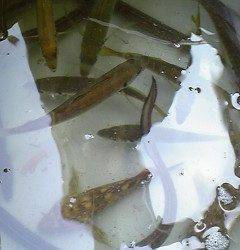 沖一文字北、サヨリをはじめ色々な魚種が釣れています！