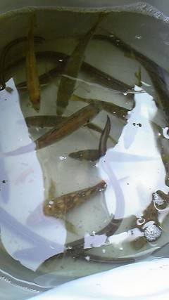 沖一文字北、サヨリをはじめ色々な魚種が釣れています！