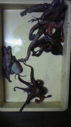 【2日】渡船を利用してのタコ釣り　4ハイ計1.5kg