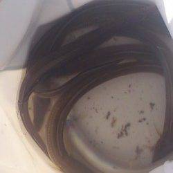 小野浜の投げ釣りで美味しそうな穴子が次々と