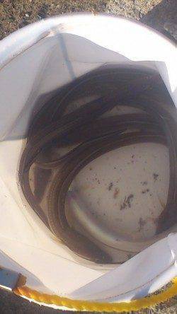 小野浜の投げ釣りで美味しそうな穴子が次々と