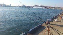 小野浜の投げ釣りで美味しそうな穴子が次々と